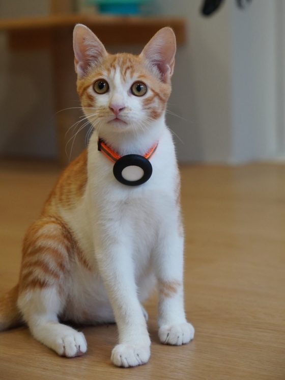 茶白の子猫の写真