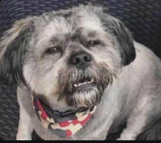 バンダナをつけたグレーの犬の写真